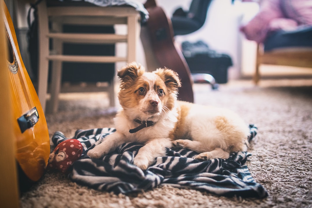 Pros and Cons of Allowing Pets in Your DeLand, FL Rental Property
